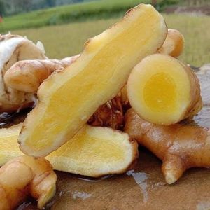 Rhizomes de gingembre mangue de première qualité, cueillis à la main, avec un arôme frais de mangue verte, pour usage culinaire et herbal - Product Image 1