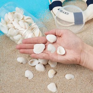 <span class=keywords><strong>100</strong></span> Uds. De conchas marinas de 1,5-2,5 CM, conchas marinas pequeñas blancas para pintura DIY, decoración de boda, conchas naturales de playa a granel - Product Image 6