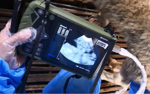 Meilleure Vente Fabrication Chinoise Échographe Vétérinaire Portable pour Gestation Ovine/Porcine/Bovine pour l'Élevage - Product Image 5