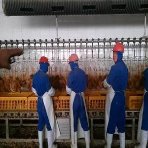 2000 새/h 완전한 닭 도살 선 장비 abattoir halal 가금 도살 집 기계