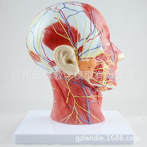 Modèle médical de la tête en section médio-sagittale avec vaisseaux sanguins et nerfs ; modèle facial ; modèle anatomique de la tête. - Product Image 2