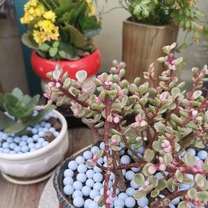 Mini Blue Hydroponics Clay Pebbles Mejorado 3mm-5mm Hydro Ceramsite Balls para riego hidropónico - Product Image 2