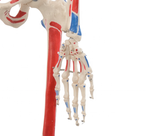CBM-001B 180cm Menschliches Skelett, Anatomisches Lehrmodell mit Farbiger Muskelbemalung und Bändern - Product Image 5