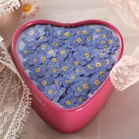 Groothandel DIY handgemaakte nagelkunst materialen gedroogde bloemen gedroogde vergeet-mij-nietjes geperste bloemen voor bladwijzers en telefoonhoesjes