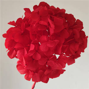 Hortensias de Hoja Grande Preservadas de Alta Calidad al por Mayor, Estilo Ins, para Suministros de Floristería - Product Image 2