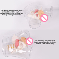 Modèle d'enseignement avancé en science médicale : Mannequin humain transparent en plastique pour la simulation de cathétérisme et d'intubation masculine