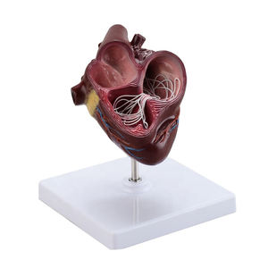 Pendidikan pengajaran medis anjing anatomik hati filaria figur parasit - Product Image 1