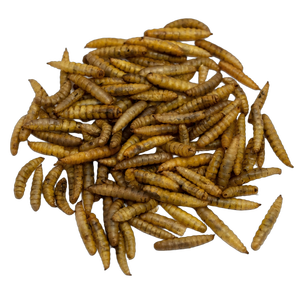 Larvas de Mosca Soldado Negra con Alto Contenido de Proteínas para Alimento de Pollos y Mascotas - Product Image 5