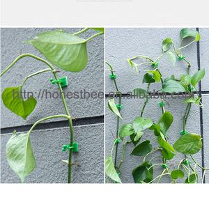 Crochets muraux pour plantes murales, 30 pièces, suspension sans trou, porte-vigne pour plantes murales grimpantes - Product Image 6