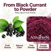 Natuurlijk zwarte bessen fruitpoeder Sambucus Nigra sappoeder instant zwarte bessenpoeder voor dranken & bakken