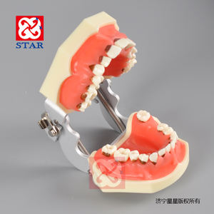 Periodontal प्रशिक्षण मॉडल नकली periodontal प्रक्रियाओं स्केलिंग probing हटाने योग्य दांत और मसूड़ों - Product Image 4
