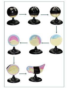 Mô hình quá trình tăng trưởng và phát triển mô hình phôi ếch mô hình sinh học Trường Trung Học Cơ Sở sciedu - Product Image 6