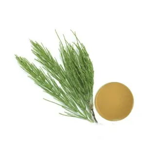 Wholesale Bulk Equisetum Arvense Extract Pure Horsetail Grass Extract With Freely Offered Samples