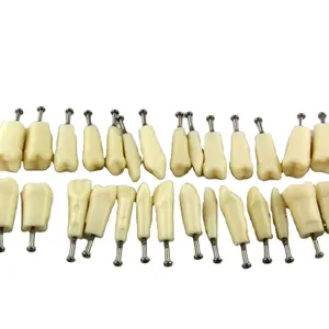 32 teeth dental training models with straight root with metal base