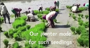 Trasplantadora de Arroz de 2 Filas, Trasplantadora de Arroz para Arrozales, Máquina Agrícola para Plantar Arroz - Product Image 2