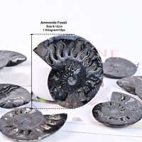Haute Qualité Amonita Ammonite Fossiles Madagascar Cristal Naturel Noir Ammonite Fossiles Tranche pour Cadeaux