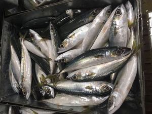 Di buona Qualità Cinese Congelato Cavallo Sgombro - Product Image 4