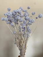 Bunga Scabiosa Kering TikTok Windmill Fruit yang Laris Manis, Dekorasi Rumah untuk Hari Ibu, Wisuda, Hari Valentine
