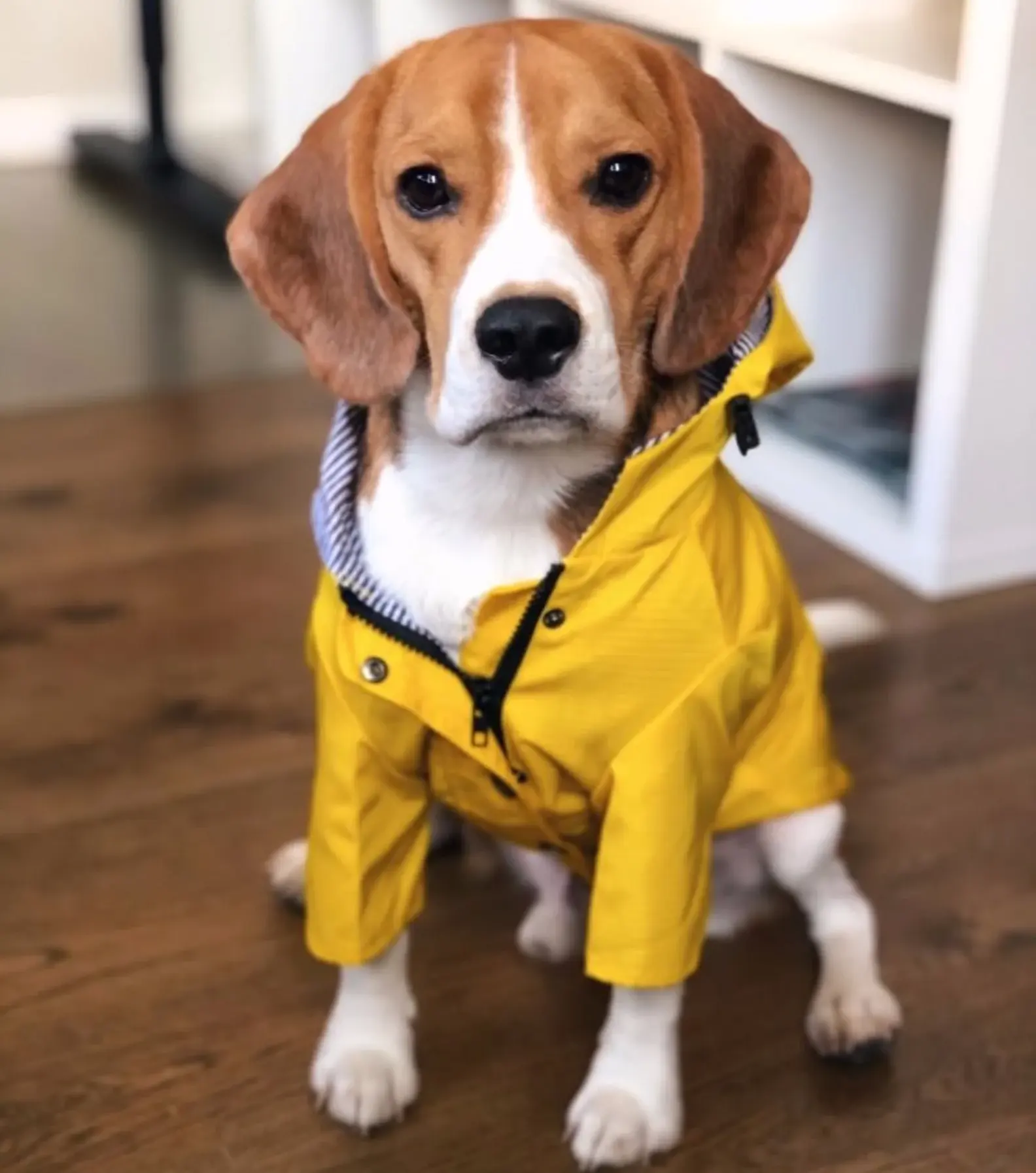 Qiqu Pet Supplies Custom New Designer Windbreaker Dog Clothing for dog Small Teddy Waterproof Coat Rainwear Puppy Cute Girl Boy