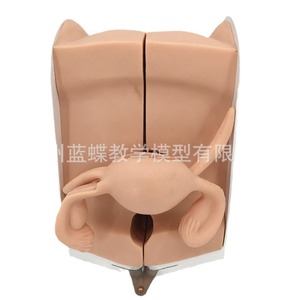 Modèle réproductif féminin, col de l'utérus, utérus, vagin, ovaires, examen gynécologique, enseignement sur la confidentialité reproductive, modèle souple 1:1 - Product Image 4