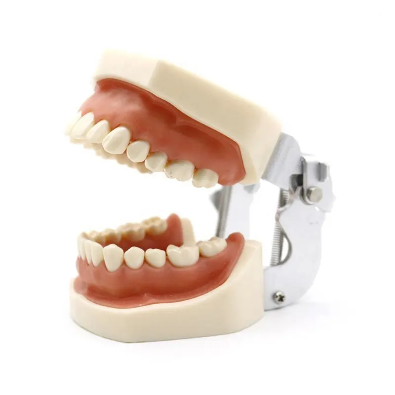 Nha khoa mô hình 28 răng chuẩn bị tập thể dục mềm kẹo cao su có thể tháo rời thay thế nhựa nhân tạo bị cô lập răng