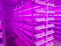 Système de culture hydroponique commercial pour plantes, avec culture aéroponique, canaux NFT, germination d'orge, fourrage animal, germination de haricots et plateau de semis