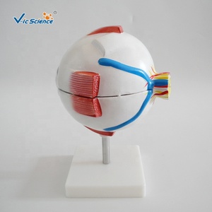 Model Pendidikan Anatomi Sains Medis Model Mata Raksasa Mode Mata Putih - Product Image 5