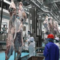 Équipement d'abattage d'ascenseur d'automne de plate-forme de levage pneumatique automatique de vente chaude pour l'abattoir de bétail pour des fermes