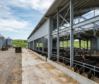 Structure en acier robuste pour l'aménagement d'ateliers modernes et de bâtiments agricoles préfabriqués en acier pour l'élevage de vaches laitières