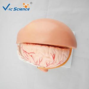 Modelo Plástico de Anatomia Cerebral com Arteria Cerebral para Educação em Ciências Médicas - Product Image 6