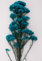 Vente en gros de bouquet de fleurs séchées pour décoration DIY, bouquet de fleurs de riz millet préservé et coloré pour la maison
