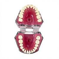 Modelo Profesional para Práctica de Extracción Dental con 28 Dientes Removibles |   Tipodonto de Estudio Anatómico para Entrenamiento de Estudiantes de Medicina