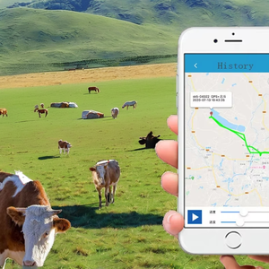 Traceur <span class=keywords><strong>GPS</strong></span> d'usine 4G pour bétail avec suivi en temps réel, géoreférencement par chocs, clôture virtuelle, pour vaches, moutons, chiens, animaux de compagnie, dispositif en plastique avec crochet pour animaux - Product Image 2