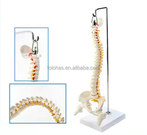 LHTHJ01 45CM enseñanza médica Color pelvis humana fémur coxis fijo deshuesado columna vertebral modelo - Product Image 6