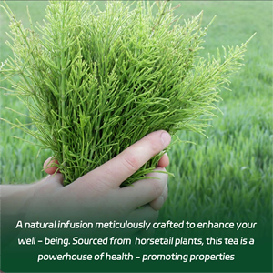 ชาสมุนไพรหางม้า OEM ODM พร้อมส่ง บรรจุในถุงชา ธรรมชาติ ปราศจากส่วนผสมจากสัตว์ และไม่ใช่พืช GMO ช่วยเสริมสร้างสุขภาพที่ดี สมดุลร่างกาย บรรจุ 20 ซอง - Product Image 6