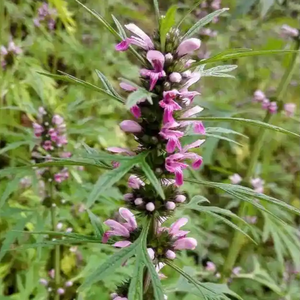 Alta Qualidade Pure Natural Orgânica Erva Extrato <span class=keywords><strong>Motherwort</strong></span> Extrato Em Pó - Product Image 3