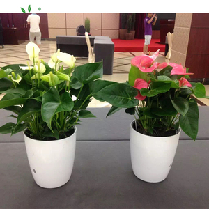 Vuelos de macetas de plástico al por mayor de plástico macetas de flores de Color olla - Product Image 6