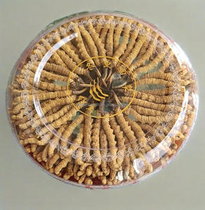 卸売野生生コーダイセプス菌糸凍結乾燥ティエン有機複合体コーダイセプスMilitaris - Product Image 1