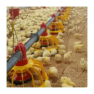 Yüksek kaliteli tavuk toptan tavuk ve çiftlik malzemeleri