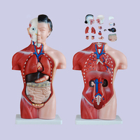 Anatomía médica de 42CM, modelo de anatomía del Torso humano femenino, 15 piezas para enseñanza médica