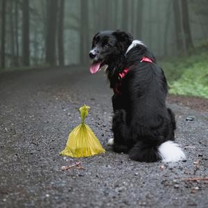 Sacs à déjections canines écologiques en rouleau grand format, recyclables, anti-fuites et biodégradables pour chiens - Product Image 4