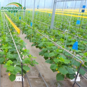 Serre commerciale multi-travées durable à double couche <span class=keywords><strong>en</strong></span> film PE avec structure <span class=keywords><strong>en</strong></span> acier galvanisé pour la culture de légumes toute l'année - Product Image 2