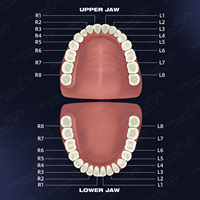 Bijoux de mode style Hip Hop, Grillz en argent 925 avec pierre précieuse en forme d'étoile, émail fin, motif dessin animé mignon, opale, pour femmes