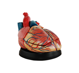 <b>Medical</b> Science Anatomical <b>Model</b>-New Style Jumbo Heart <b>Model</b> Removable Organs <b>Medical</b> Science For Nurse Training - Product Image 1