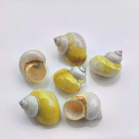 Escargots de mer naturels coquilles avocat escargots ermite crabes pétoncles coquilles de remplacement poisson pour l'aménagement paysager maison amour