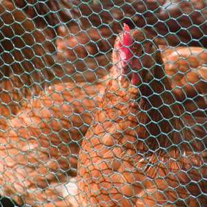 Low Carbon Hexagonal Chicken <b>Wire</b> <b>Mesh</b> Roll for Animal Cage Production and Farm Enclosure Work - Product Image 4