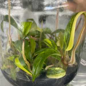 Philodendron Strawberry Shake Variegato - Pianta Rara Coltivata in Laboratorio con Variegazione Arue e Crema, Cresciuta in Colbriera Sterile - Product Image 3