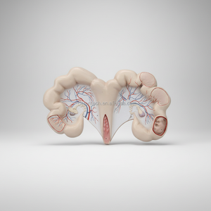 Modello Anatomico di Utero Suino in PVC o Resina, Dimensioni 600x370x100, Marca <span class=keywords><strong>Deren</strong></span> - Product Image 1