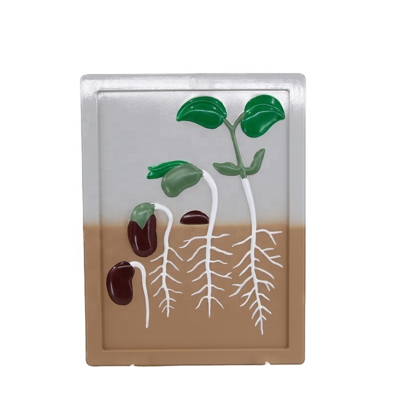 Высококачественная биологическая Модель жизненного цикла соевых бобов, модель обучающей модели