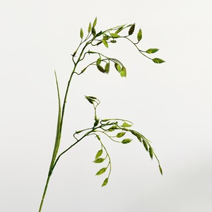 <span class=keywords><strong>Feuille</strong></span> <span class=keywords><strong>de</strong></span> plante <span class=keywords><strong>artificielle</strong></span> en plastique, herbe <span class=keywords><strong>de</strong></span> la <span class=keywords><strong>pampa</strong></span> à 2 branches, petite taille, origine Chine, vente en gros, décoration intérieure, design pour Thanksgiving et mariage - Product Image 4